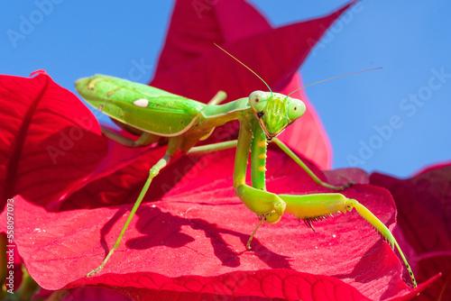 Quadro su tela Praying mantis is the typical name given to this characteristic insect