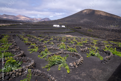 Fotografía Planting system for vineyards in volcanic areas, the function is to protect the vines from the prevailing winds