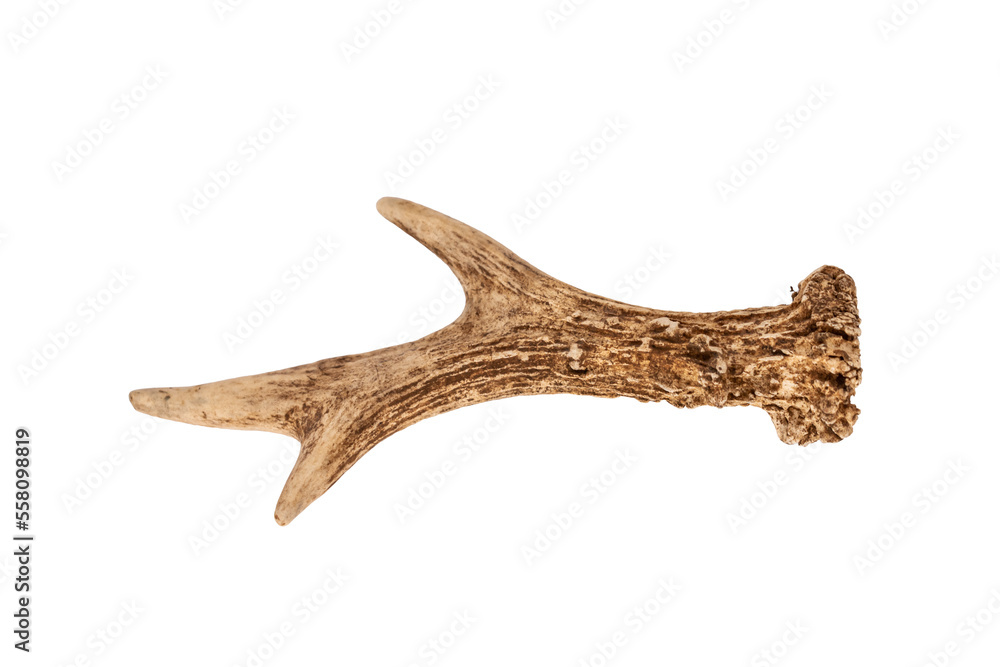 Roe deer antler isolated with no background