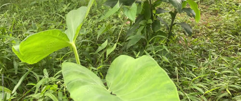forest taro plants that grow wild among other plants forest taro plants that grow wild among other plants