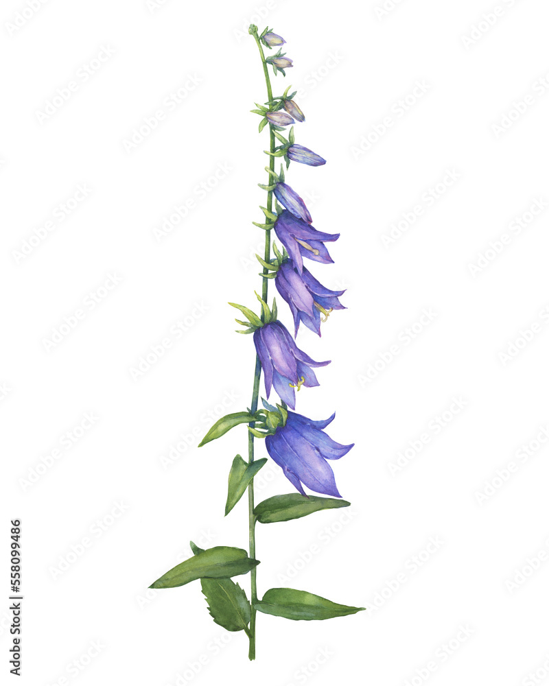 Closeup of bright blue-violet campanula rapunculoides flower (rampion, rover bellflower, creeping bluebell, purple bell, garden harebell). Watercolor hand drawn painting illustration isolated on white - obrazy, fototapety, plakaty 