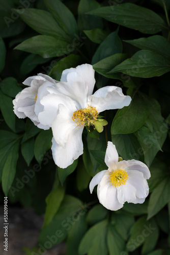 Two large white tree peony flowers on a dark background of leaves