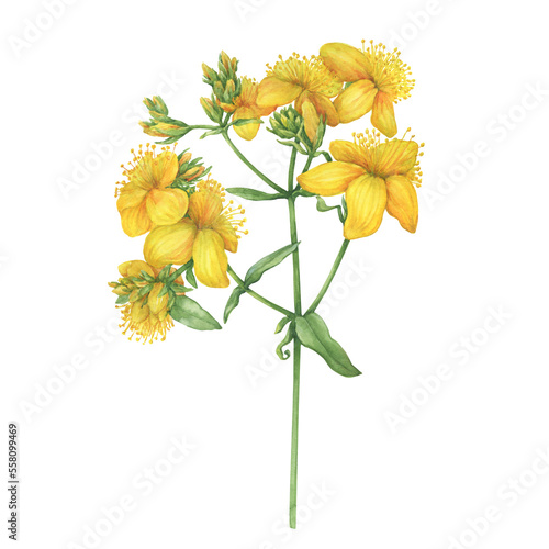 Closeup of bright yellow hypericum perforatum flower (Common St. John's-wort, goatweed). Watercolor hand drawn painting illustration isolated on white background.