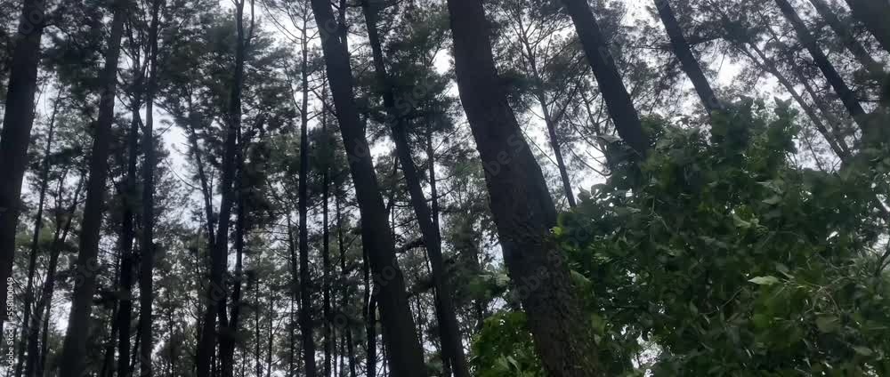 a pine forest blown by strong winds during the day before it rains a pine forest blown by strong winds during the day before it rains