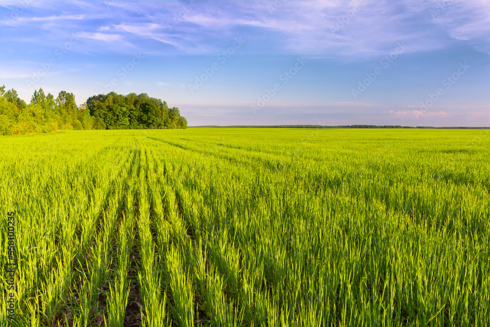 Green field of young shoots of grain crops. Beautiful summer landscape in evening colors Green field of young shoots of grain crops. Beautiful summer landscape in evening colors