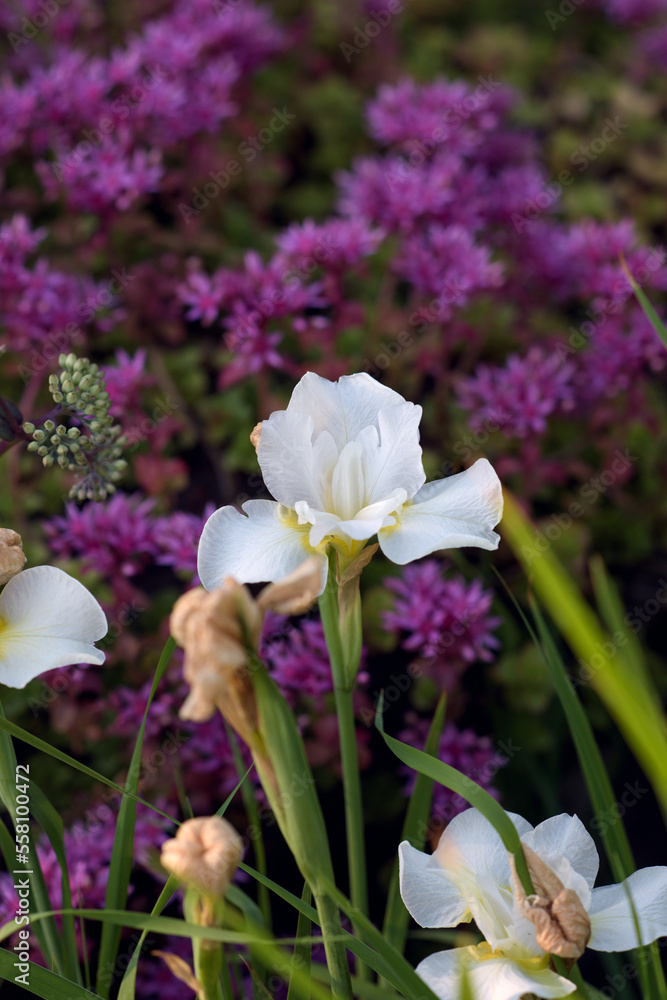 White Iris flower against a background of pink flowers White Iris flower against a background of pink flowers