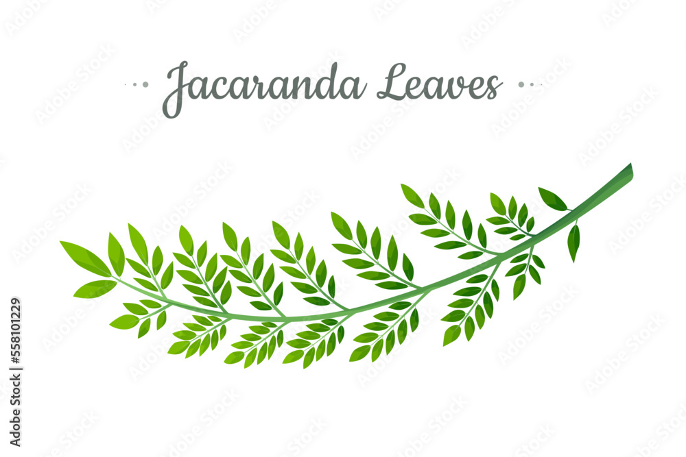 Jacaranda Mimosifolia tree, branch with leaves vector illustration.