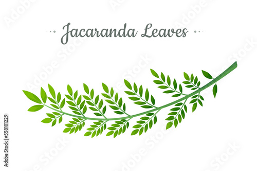 Jacaranda Mimosifolia tree, branch with leaves vector illustration.