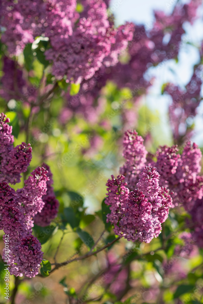 Blooming pink lilac bush branches with green leaves in the sun with bokeh background Blooming pink lilac bush branches with green leaves in the sun with bokeh background