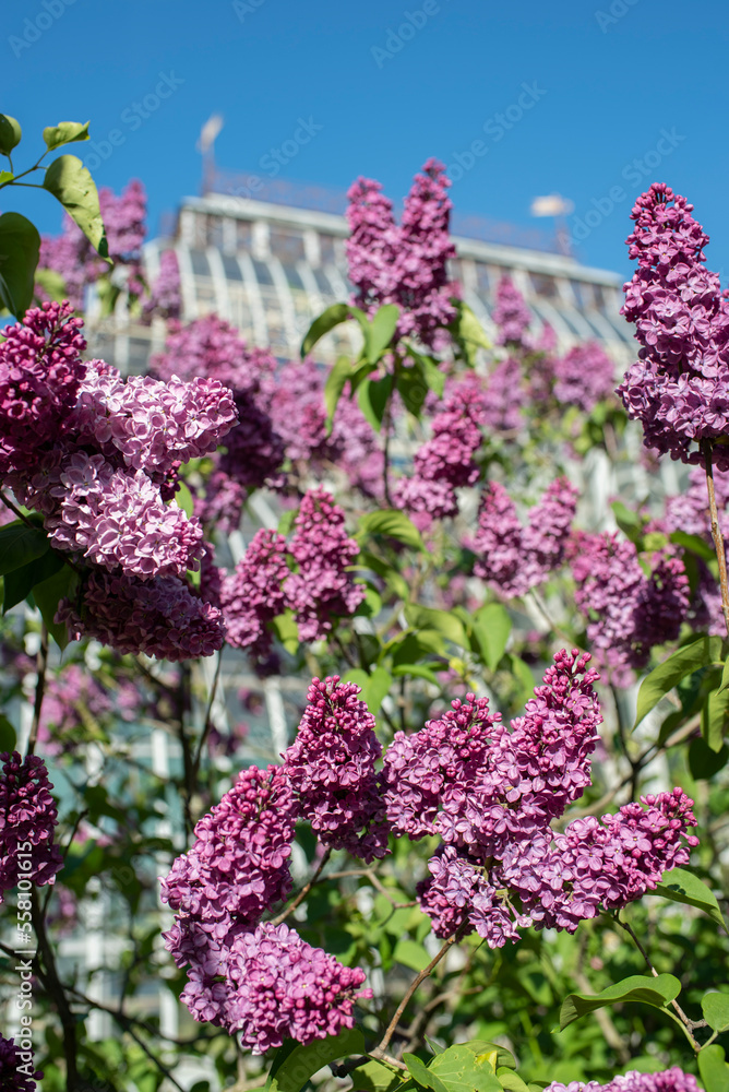 Blooming pink lilac bush branches with green leaves in the sun against the blue sky. Blooming pink lilac bush branches with green leaves in the sun against the blue sky.
