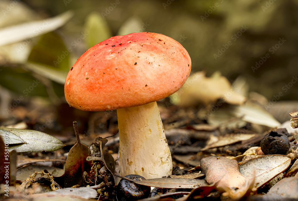 Fototapeta premium This mushroom is often confused with the mushroom comes times 