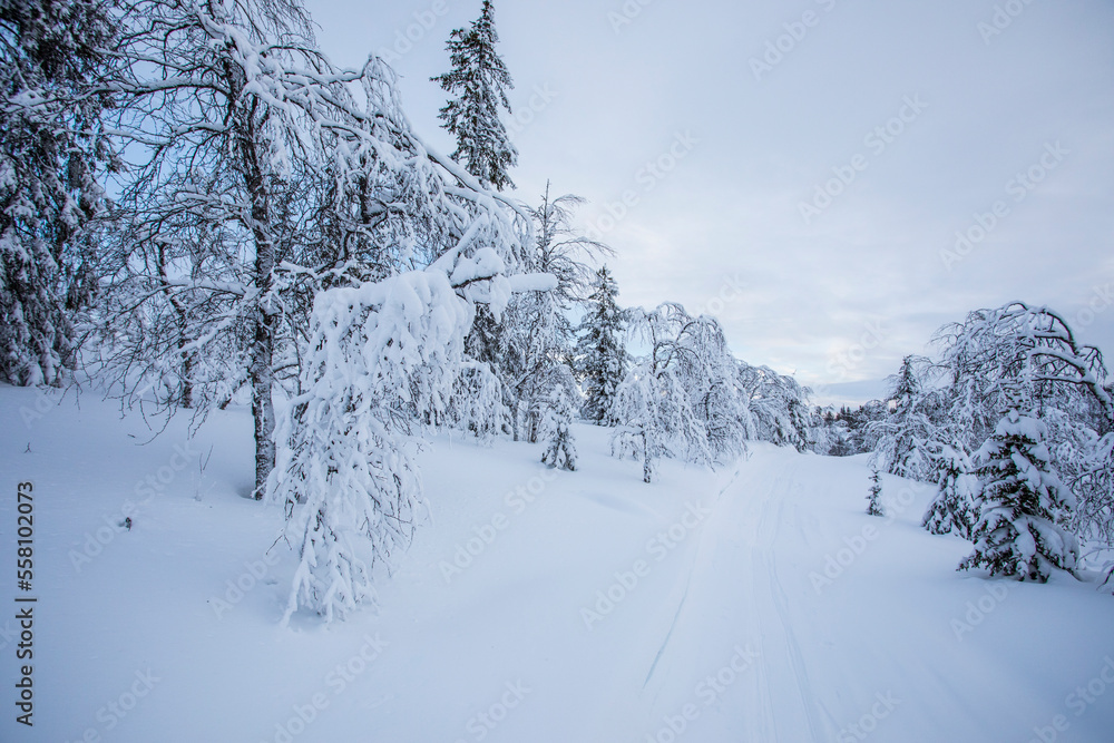 Obraz premium Winter landscape in Pallas Yllastunturi National Park, Lapland, Finland