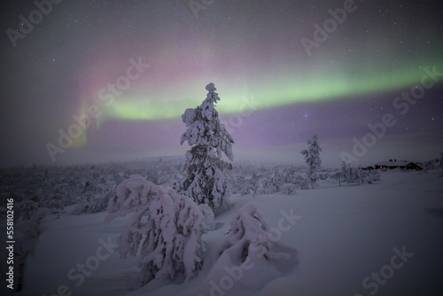 Northern lights in Pallas Yllastunturi National Park, Lapland, Finland photo