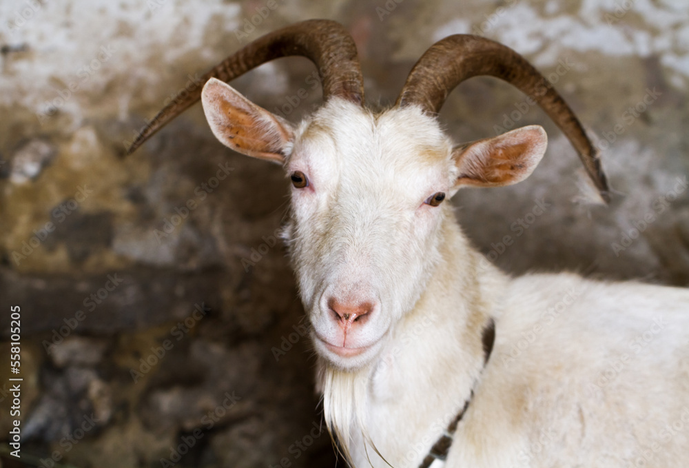 White goat with horns in a barn