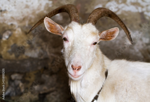 White goat with horns in a barn