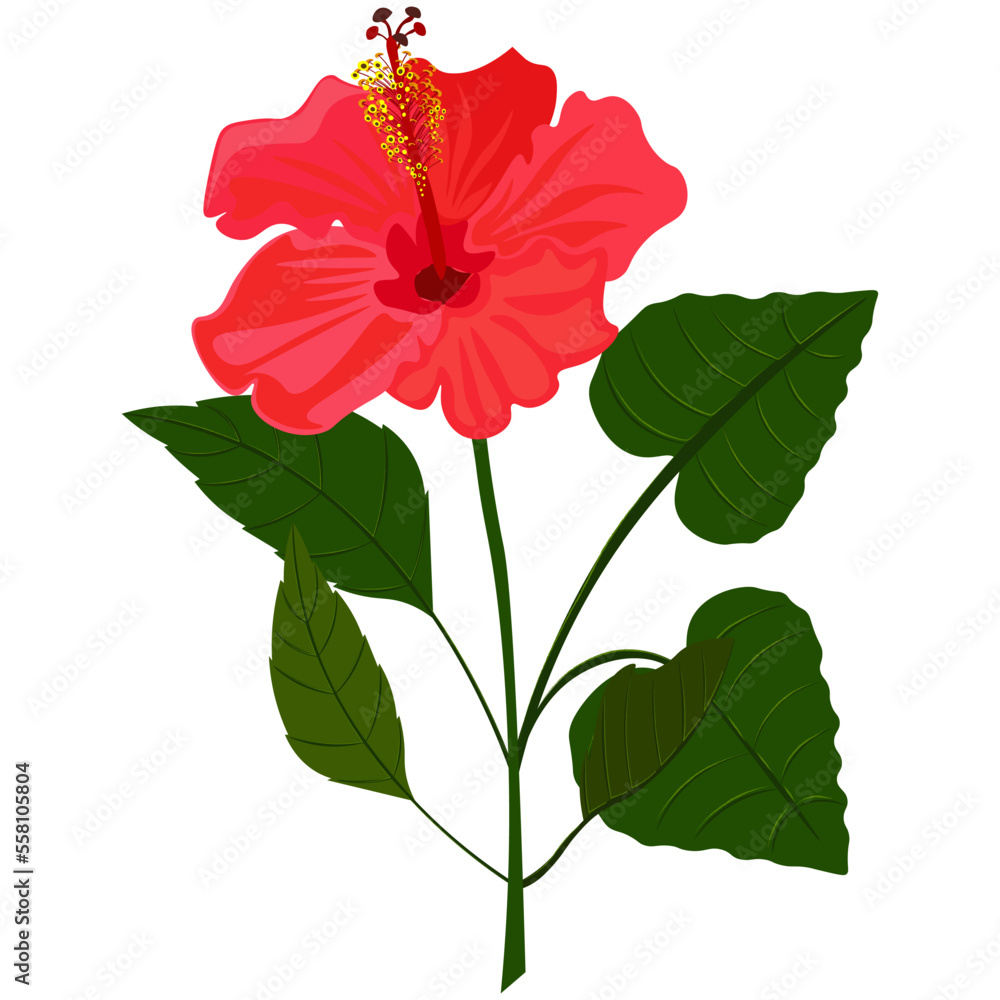 Hibiscus -6, flower isolated on white background. Isolated object-69, vector, hand drawn. Hibiscus -6, flower isolated on white background. Isolated object-69, vector, hand drawn.