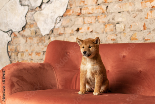 Siba Inu puppy on a red sofa in a loft-style interior photo