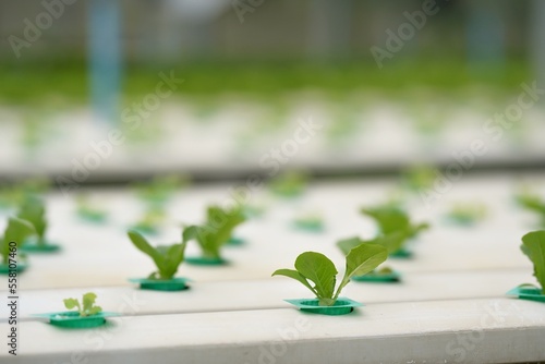 A litle green plats in a hydroponic farming system, Organic vegetables.