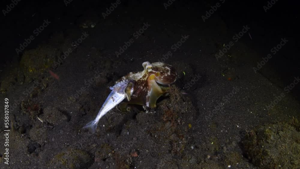 A Coconut Octopus lives in a jar and feeds on a dead fish. Underwater night life of Tulamben, Bali, Indonesia. A Coconut Octopus lives in a jar and feeds on a dead fish. Underwater night life of Tulamben, Bali, Indonesia.