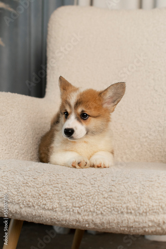 Corgi Pembroke puppy lying on a beige chair © love_dog_photo