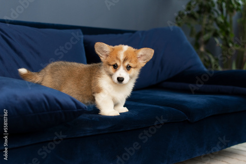 Corgi Pembroke puppy standing on the blue couch