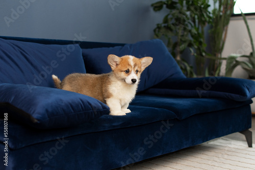 Corgi Pembroke puppy standing on the blue couch