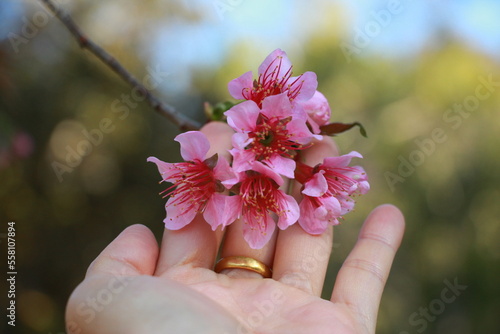 sweet pink sakura background