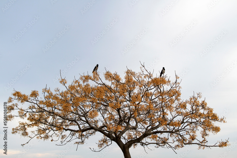Crows Standing On Blossomed Tree Branches Crows Standing On Blossomed Tree Branches
