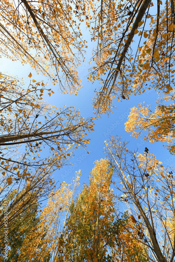 Trees with yellow leaves in autumn Trees with yellow leaves in autumn
