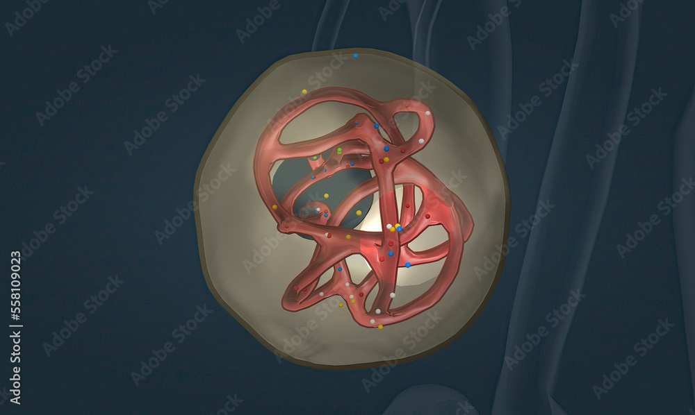 The renal corpuscle is the filtration unit of vertebrate nephrons, the