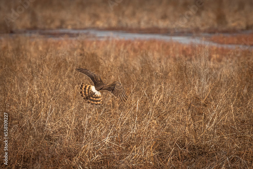 Female Northern Harrier flies over the meadow looking for prey