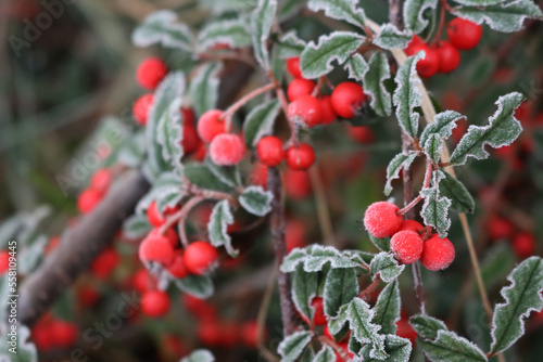 Close-up of frost on Rock Cotoneaster bush with red ripe berries in the garden on winter. Cotoneaster horizontalis