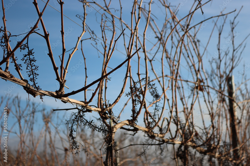 Pinot Vineyard on winter season with dried stalks against blue sky Pinot Vineyard on winter season with dried stalks against blue sky