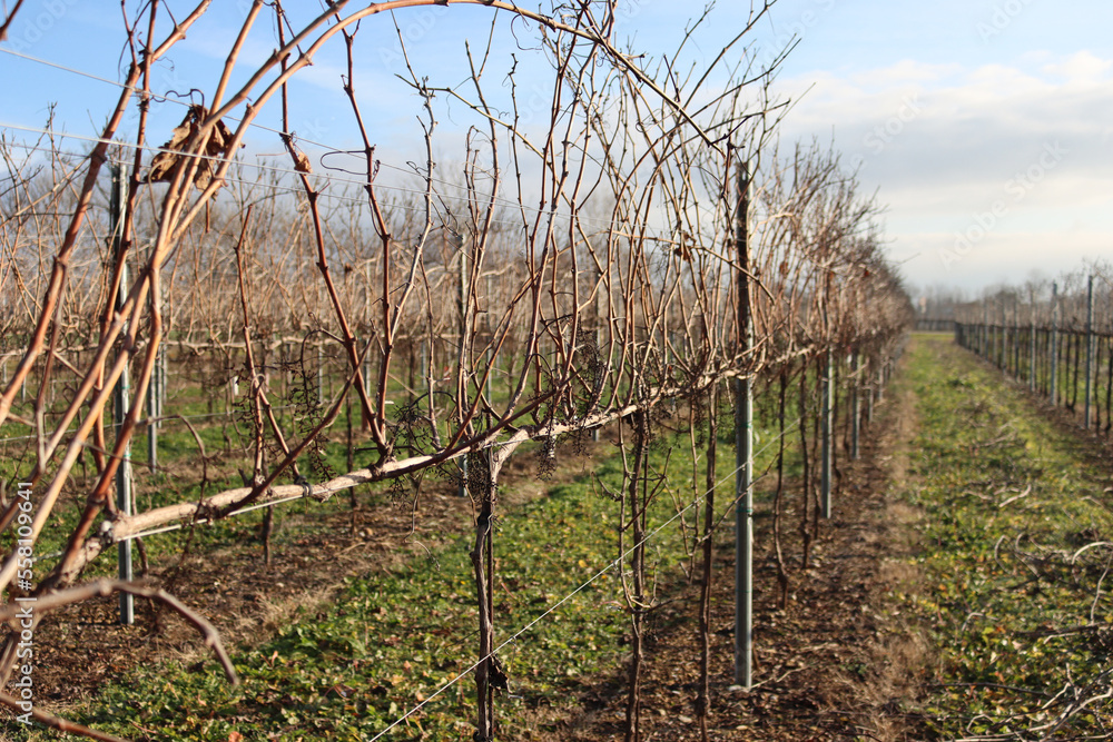 Pinot Vineyard on winter season with dried stalks against blue sky Pinot Vineyard on winter season with dried stalks against blue sky