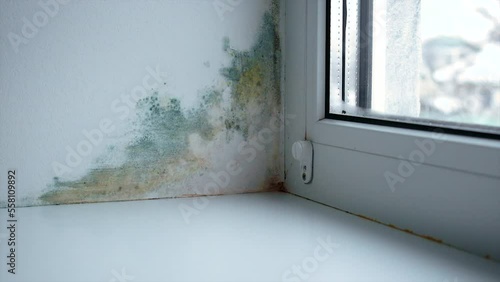 mold fungus on window slope. selective focus. photo