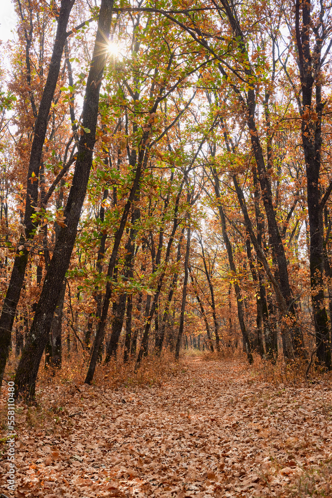 Fototapeta premium beautiful landscape with trees in autumn