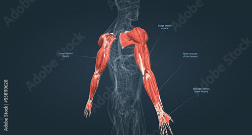 Foto Muscles of the upper limbs