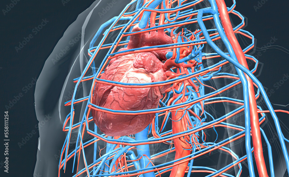 The circulatory system consists of blood vessels that carry blood to