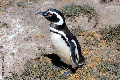 Fototapeta Naklejka Na Ścianę i Meble -  Magellanic penguin in Penguins Viewpoint
