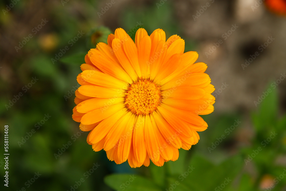 Small orange single flower of Calendula Small orange single flower of Calendula