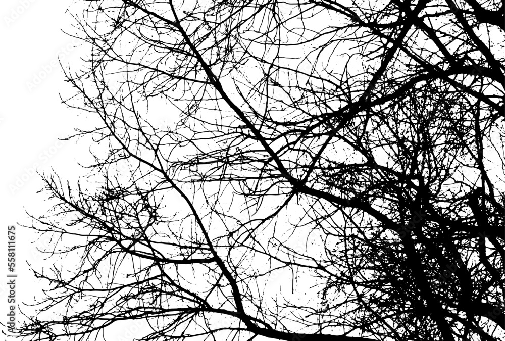 Obraz premium Tree branch silhouette on transparent background