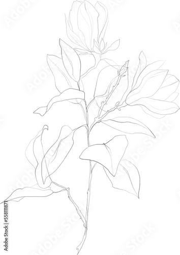 Magnolia branch, botanical line art clipart, floral graphic sketch