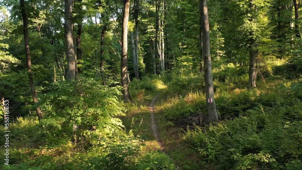Drone 4k video with cyclist riding a mountain bike on a trail into the woods in autumn Drone 4k video with cyclist riding a mountain bike on a trail into the woods in autumn