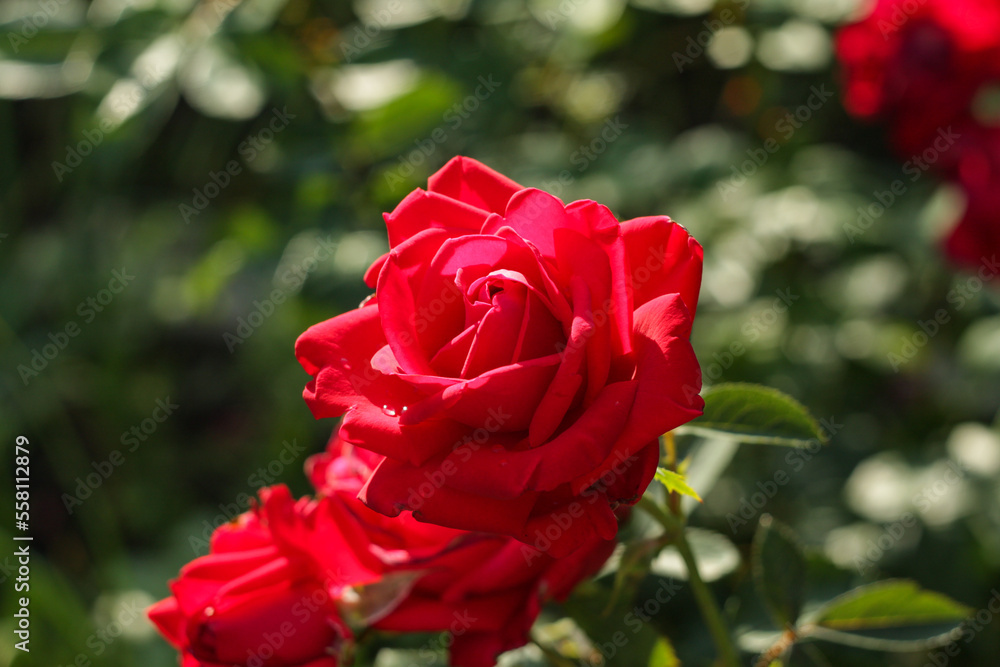 Single red rose with leaves and flowers in the background Single red rose with leaves and flowers in the background