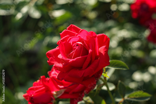 Single red rose with leaves and flowers in the background