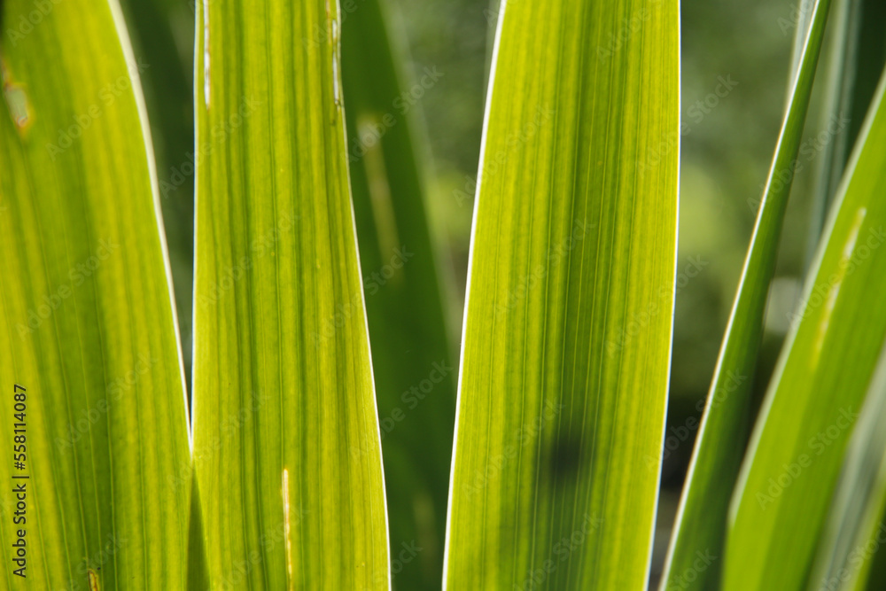 Green spiky iris leaves illuminated by the sun Green spiky iris leaves illuminated by the sun