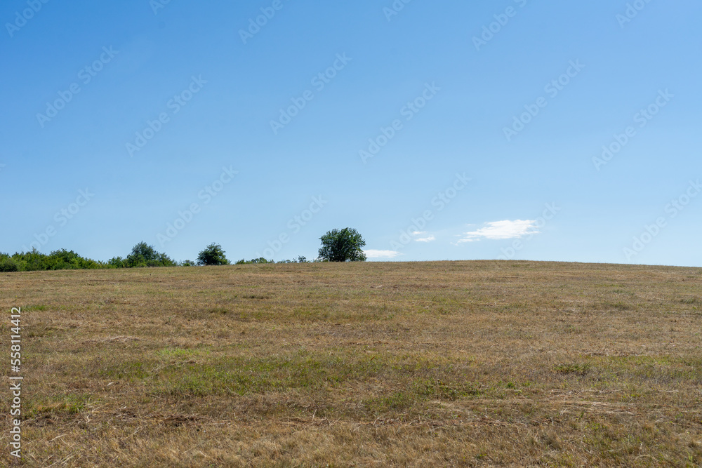 An endless field under the blue sky