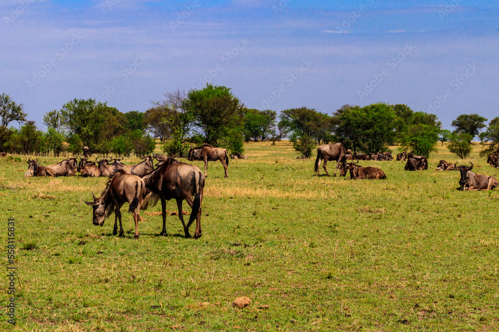 Herd of blue wildebeest (Connochaetes taurinus) in savannah in Serengeti national park in Tanzania. Great migration