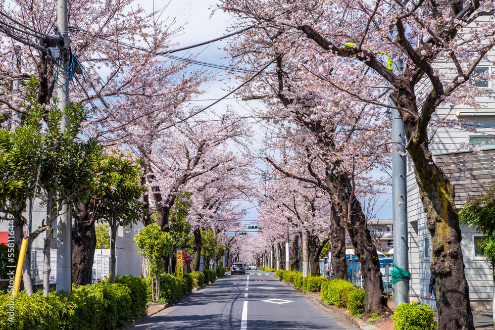 世田谷区・西用賀通りの桜並木