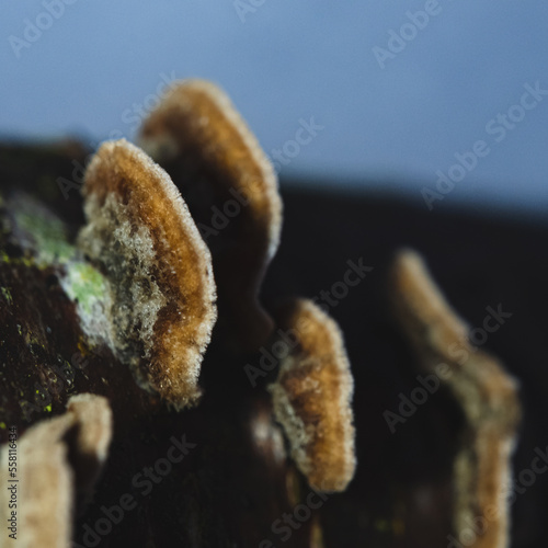 beautiful, colorful mushrooms grow on tree trunk. Parasitic fungi in wild nature photo